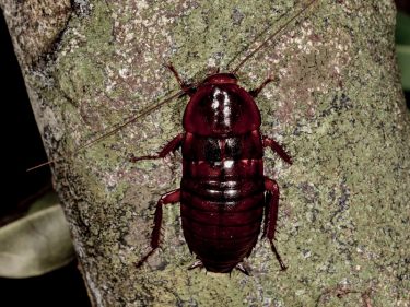 Florida Wood Roach - Regal Pest Control in Ocala, The Villages, Lady lake &  Leesburg, FL